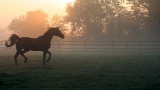Horse Care is Hard Work - A Modern Horse Barn can Make That work More Enjoyable 